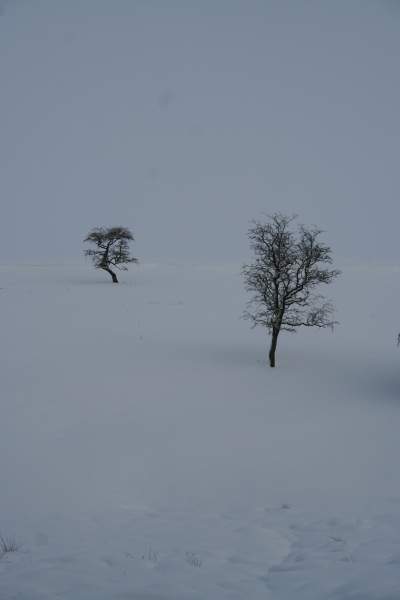 photo of Lonely Trees